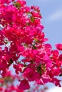 Beautiful pink magenta bougainvillea flowers and blue sky Royalty Free Stock Photo