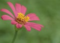 Beautiful pink, magenta flower against a green background. Royalty Free Stock Photo