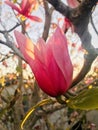 Beautiful Pink Magnolia blooming, the petals shining in the evening sun are transparent