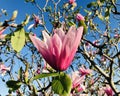 Beautiful Pink Magnolia blooming under sunshine.