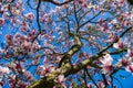 Beautiful pink magnolia on blue sky background, sunny day