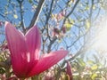 Beautiful Pink Magnolia bud under narrow sunshine.