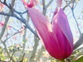 Beautiful Pink Magnolia bud under sunshine.