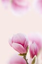 Beautiful Pink Magnolia Flower Blooming. Bright Spring Flower On A Gentle Pink Background. Good For Gift Card.