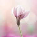 Beautiful pink magnolia flower on blurred background, soft focus.