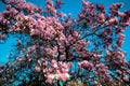 Beautiful pink magnolia flower on a branch Royalty Free Stock Photo