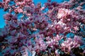 Beautiful pink magnolia flower on a branch Royalty Free Stock Photo