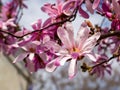 Beautiful pink magnolia flower on a branch of blossoming magnolia tree. Flowering of magnolia in a public park on a sunny spring Royalty Free Stock Photo