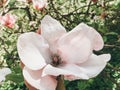 Beautiful pink magnolia flower on branch, close up. Magnolia blooming tree with tender flowers in botanical garden at spring. Royalty Free Stock Photo