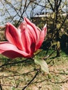 Beautiful pink magnolia flower on branch , closeup. Magnolia blooming tree with tender flowers in botanical garden at spring. Royalty Free Stock Photo