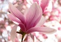 beautiful pink magnolia flower macro. large fragile petals. dense soft foliage