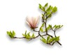 beautiful pink magnolia flower spring branch isolated on white background Royalty Free Stock Photo