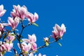 Beautiful Pink Magnolia Flowers