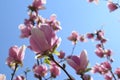 Beautiful pink magnolia flowers on branch