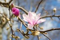 Beautiful pink magnolia flowers on a bright blue sky background. Blossoming of magnolia tree on a sunny spring day Royalty Free Stock Photo