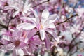 Beautiful pink magnolia flowers on a bright blue sky background. Blossoming of magnolia tree on a sunny spring day Royalty Free Stock Photo