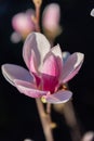 Beautiful pink magnolia flowers close up. Velvet petals