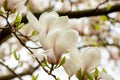 Beautiful pink magnolia flowers close up. Jentle magnolia flower against sunset light. Romantic creative toned floral