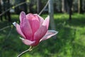 beautiful pink magnolia soulangeana flower close up Royalty Free Stock Photo