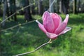 beautiful pink magnolia soulangeana flower close up Royalty Free Stock Photo