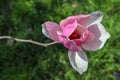 beautiful pink magnolia soulangeana flower close up Royalty Free Stock Photo