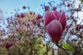 beautiful pink magnolia soulangeana flower close up Royalty Free Stock Photo