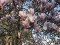 Beautiful pink Magnolia soulangeana tree flower blossom in the spring park. Blooming Magnolia, Tulip Tree close-up Royalty Free Stock Photo