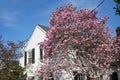 Beautiful pink magnolia tree in bloom