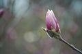 Beautiful pink magnolias on blue sky background. in botanical garden blossom magnolia Royalty Free Stock Photo