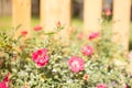 Beautiful pink miniature rose or fairy rose in front of a fence Royalty Free Stock Photo