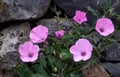 Beautiful pink Morning glory or Convolvulus althaeoides flowers on volcanic stones background. Royalty Free Stock Photo