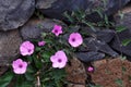 Beautiful pink Morning glory or Convolvulus althaeoides flowers on volcanic stones background in the park of Tenerife. Royalty Free Stock Photo