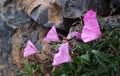 Beautiful pink Morning glory or Convolvulus althaeoides flowers on volcanic stones background in the park of Tenerife. Royalty Free Stock Photo