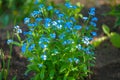 Beautiful pink Myosotis on green background