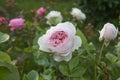 Beautiful pink rose in a garden