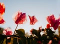 Beautiful pink Nyctaginaceae flowers on sunset Royalty Free Stock Photo