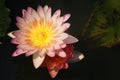 Beautiful pink old rose water lily lotus flower blooming on water surface Royalty Free Stock Photo