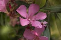 The Beautiful Pink Oleander, Athens , Greece, Summer Time Royalty Free Stock Photo