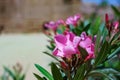 Beautiful Pink Oleander flower (Nerium oleander). Blossom of Nerium oleander flowers tree Royalty Free Stock Photo