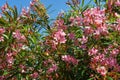 Beautiful Pink Oleander flower (Nerium oleander). Blossom of Nerium oleander flowers tree. Pink flowers on shrub