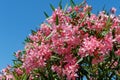 Beautiful Pink Oleander flower (Nerium oleander). Blossom of Nerium oleander flowers tree. Pink flowers on shrub