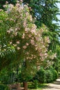 Beautiful Pink Oleander flower (Nerium oleander). Blossom of Nerium oleander flowers tree. Pink flowers on shrub