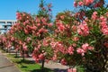 Beautiful Pink Oleander flower (Nerium oleander). Blossom of Nerium oleander flowers tree. Pink flowers on shrub i Royalty Free Stock Photo