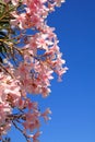 Beautiful pink Oleander flowers