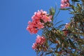 Beautiful pink oleander flowers against a bright blue sky. Royalty Free Stock Photo