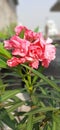 Beautiful pink oleander flowers Royalty Free Stock Photo