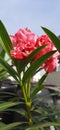 Beautiful pink oleander flowers Royalty Free Stock Photo