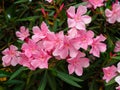 beautiful pink oleander flowers on a branch close up Royalty Free Stock Photo