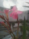 Oleander flowers and buds on plant Royalty Free Stock Photo