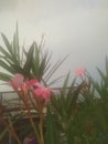 Pink oleander flowers and buds on plant Royalty Free Stock Photo